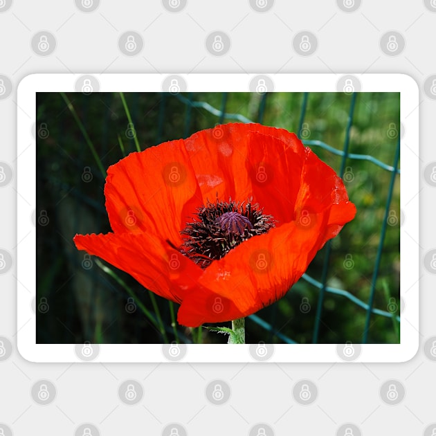 Giant Red Poppy Sticker by jojobob